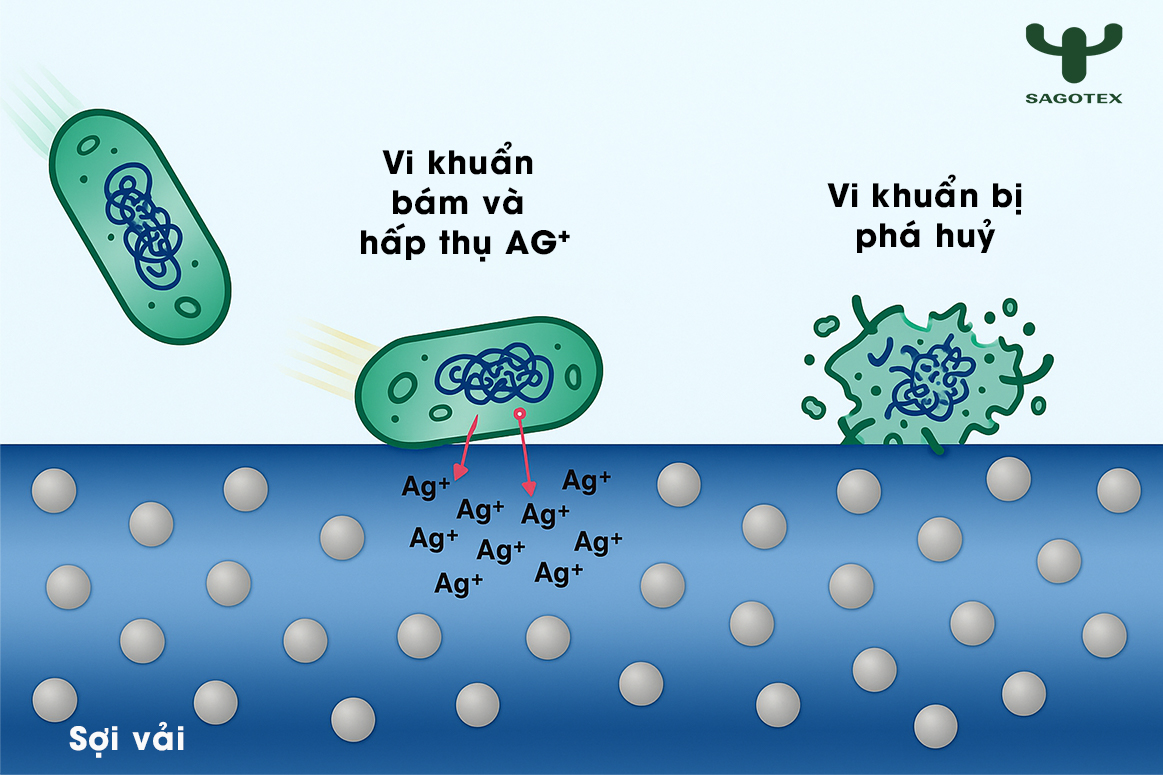 vi khuẩn hấp thụ nano bajg và bị tiêu diệt